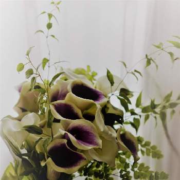 カラー ピカソの投稿画像一覧 Greensnap グリーンスナップ