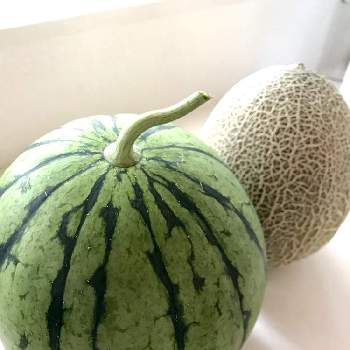 ウリ科の投稿画像一覧 Greensnap グリーンスナップ