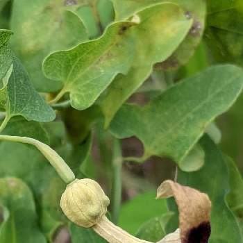 ウマノスズクサの投稿画像一覧 Greensnap グリーンスナップ
