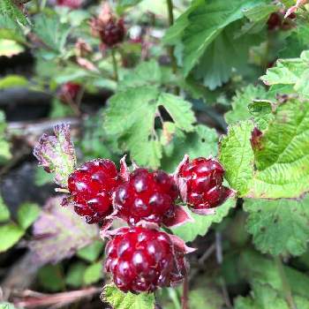 野いちごの投稿画像一覧 Greensnap グリーンスナップ