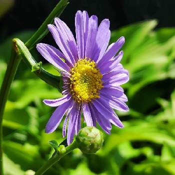 紫組♪の画像 by プリンさん | 広い庭とシオンと青い花マニアとチーム・ブルーとチーム・ブルーNo.093と紫組♪