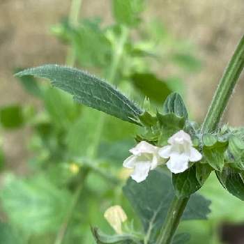 レモンバームの花の投稿画像一覧 Greensnap グリーンスナップ