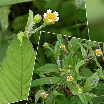 美しき小さな雑草の花図鑑の投稿画像一覧 Greensnap グリーンスナップ