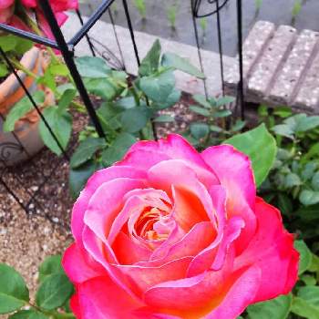 ♡コルデスジュビリーの画像 by オペラレッドさん | コルデス ジュビリー バラと今日のお花と薔薇好きと♡コルデスジュビリーとドイツ コルデス社とドイツコルデス作出とコルデスと薔薇大好きとばらに魅せられて