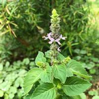 レモンティーツリーの育て方 苗の植え方は 虫除けになるって本当 Greensnap グリーンスナップ レモンティーツリーの育て方 苗の植え方は 虫除けになるって本当 Greensnap グリーンスナップ