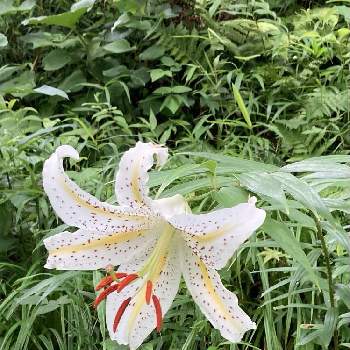 横浜こども植物園の投稿画像一覧 Greensnap グリーンスナップ 横浜こども植物園の投稿画像一覧 Greensnap グリーンスナップ