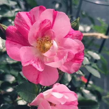 フラワーカーペット、ピンクスプラッシュの画像 by たらえさん | バルコニー/ベランダとフラワーカーペット、ピンクスプラッシュとバラとばら バラ 薔薇とピンクの花とベランダガーデニングと狭いベランダとバラ 鉢植えとバラ・ミニバラ