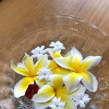 ピカケ ジャスミン の投稿画像一覧 Greensnap グリーンスナップ