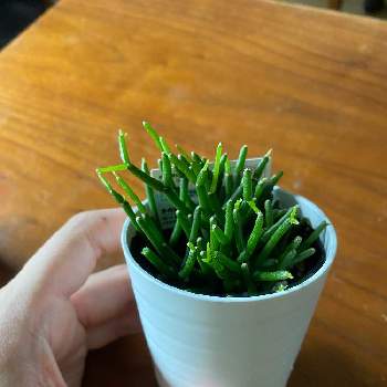 ダイソー観葉植物の投稿画像一覧 Greensnap グリーンスナップ