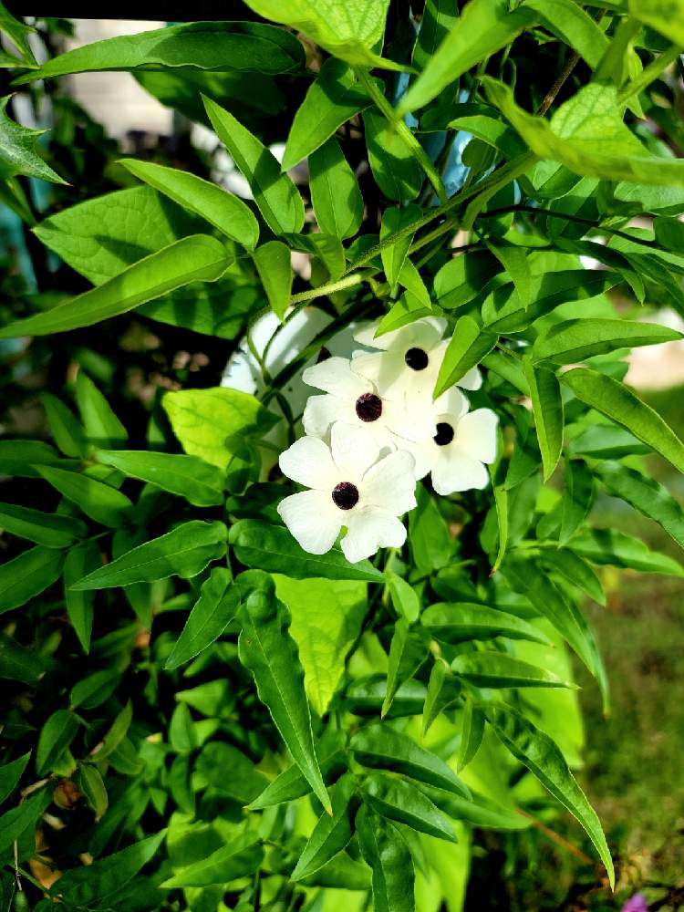 ツンベルギアの投稿画像 By こまちゃんさん ツンベルギア ジャングルビートと地植えとつる性植物と花のある暮らしとおうち園芸 21月7月15日 Greensnap グリーンスナップ