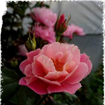 バラ ディスタント・ドラムスの画像 by にっちょさん | バラ ディスタント・ドラムスと今日のお花