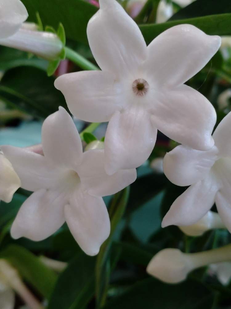 マダガスカルジャスミンの投稿画像 By Pekochanさん お出かけ先とお花屋さんとショッピングモールとお花屋さんとショッピングモール 21月7月15日 Greensnap グリーンスナップ Greensnap グリーンスナップ