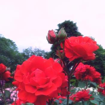 チンチンの投稿画像一覧 Greensnap グリーンスナップ