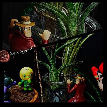 バイキンマンの投稿画像一覧 Greensnap グリーンスナップ