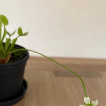 ハエトリソウの花の投稿画像一覧 Greensnap グリーンスナップ