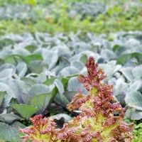 サニーレタスの育て方 植え付けや収穫時期は プランター栽培できる Greensnap グリーンスナップ