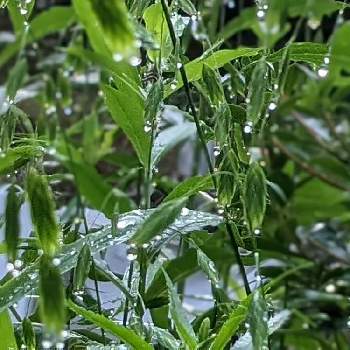 ニセコバンソウ✽の画像 by 秋草さん | 広い庭とニセコバンソウと我が庭の野草たちと雫・雨粒✽とニセコバンソウ✽