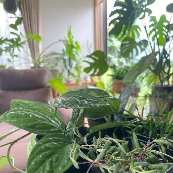 リプサリス エワルディアナの投稿画像一覧 Greensnap グリーンスナップ