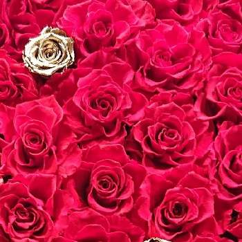 ホテルの花の画像 by たのこさん | お出かけ先とexexとばら バラ 薔薇と切り花を楽しむとはなのある暮らしと今日のお花とフラワーアレンジメントと花のある暮らしとお花のある生活とお花は癒しと赤い薔薇♡とアレンジメントと赤・紅・あか・レッドとホテルの花