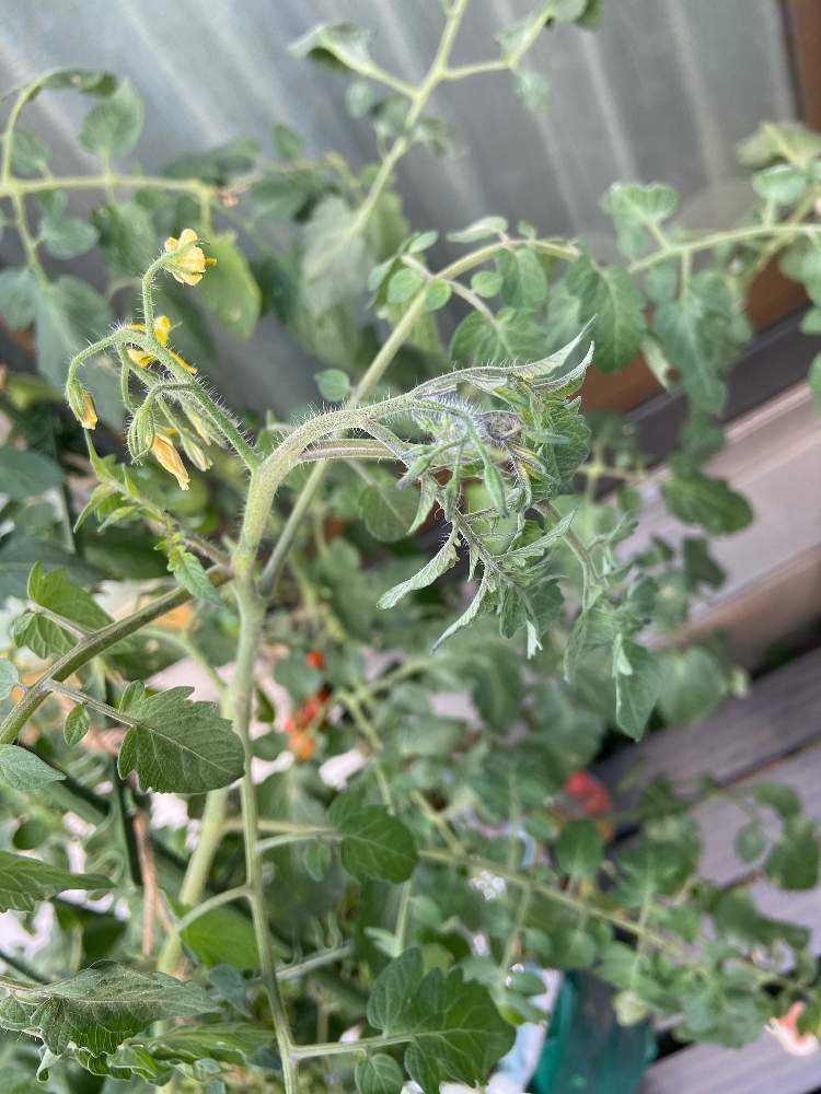 ミニトマトを袋栽培で育ててみる 初めての袋栽培 Greensnap グリーンスナップ