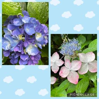 雨の日の楽しみの画像 by ころわんママさん | 小さな庭と季節の花とおうち園芸と雨の日の楽しみとアジサイ　紫陽花と花のある暮らし