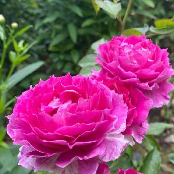 バラ シェエラザードの画像 by ごまくろさん | 広い庭とバラ シェエラザードと地植えとばら バラ 薔薇とばら 薔薇 バラ