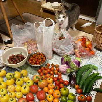 グリーントマトの画像 by dp106さん | 畑と中玉トマト　フルティカとグリーントマトとトスカーナバイオレットとロッサビアンコとアロイトマトとえびす（猫）とイタリアトマト2とスイートマスコット（ミニトマト）とセレブオレンジとホワイトゼブラ（中玉トマト）と家庭菜園とおうちde菜園とおうち園芸とトマト栽培と調理用トマト