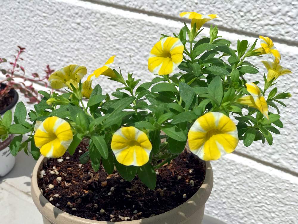 スーパーベルの投稿画像 By バリィ さん レモンスライスとペチュニアと観葉植物と暮らしに花をとガーデニングと黄色い花と癒しとおうち園芸 21月7月15日 Greensnap グリーンスナップ