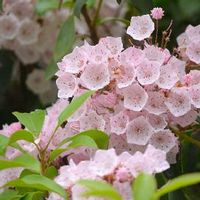 カルミアの育て方 植え付けや植え替えの時期 剪定方法は Greensnap グリーンスナップ