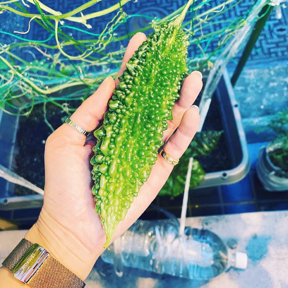 ゴーヤの投稿画像 By Jkkriさん 手作りと成長過程と家庭菜園と初の野菜栽培と植物好きと緑のゴーヤと詳しい人教えて下さいと夏野菜とどれだけできるかお試し中 21月7月15日 Greensnap グリーンスナップ