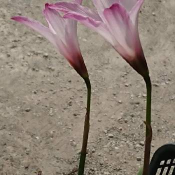 ハブランサス・ロブスタスの画像 by みこさん | お出かけ先とハブランサス・ロブスタスと引かれてと明日はいい日になると笑って咲く花と7月の花と美しいよと散歩道と初めましてと希望の光にとありがとう❗と微笑んる！とハブランサス・ロブスタス。