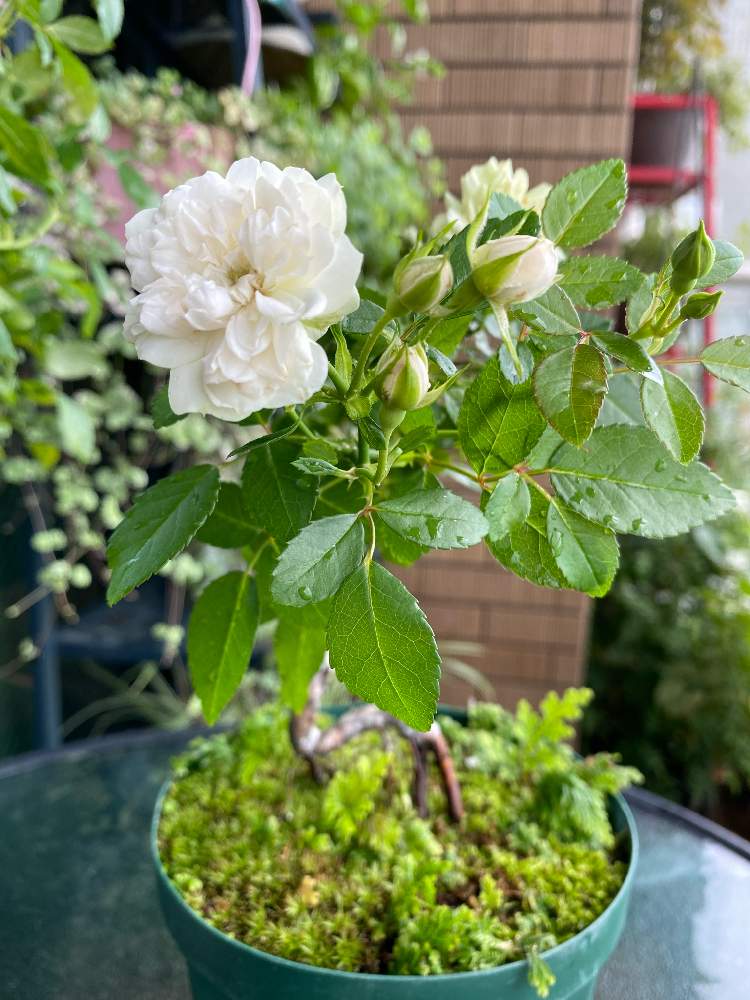 証言する 高架 ナチュラ グリーン アイス バラ 鉢植え サンダー 繁殖 娯楽