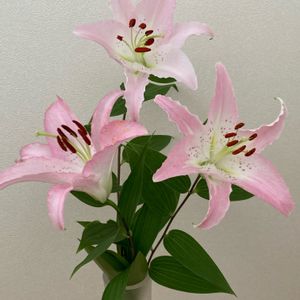 きれい,庭の花,癒される,ピンクの花,ユリ　ゆりの画像