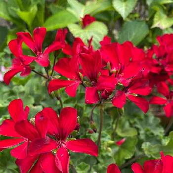 ゼラニウム カリエンテの投稿画像一覧 Greensnap グリーンスナップ