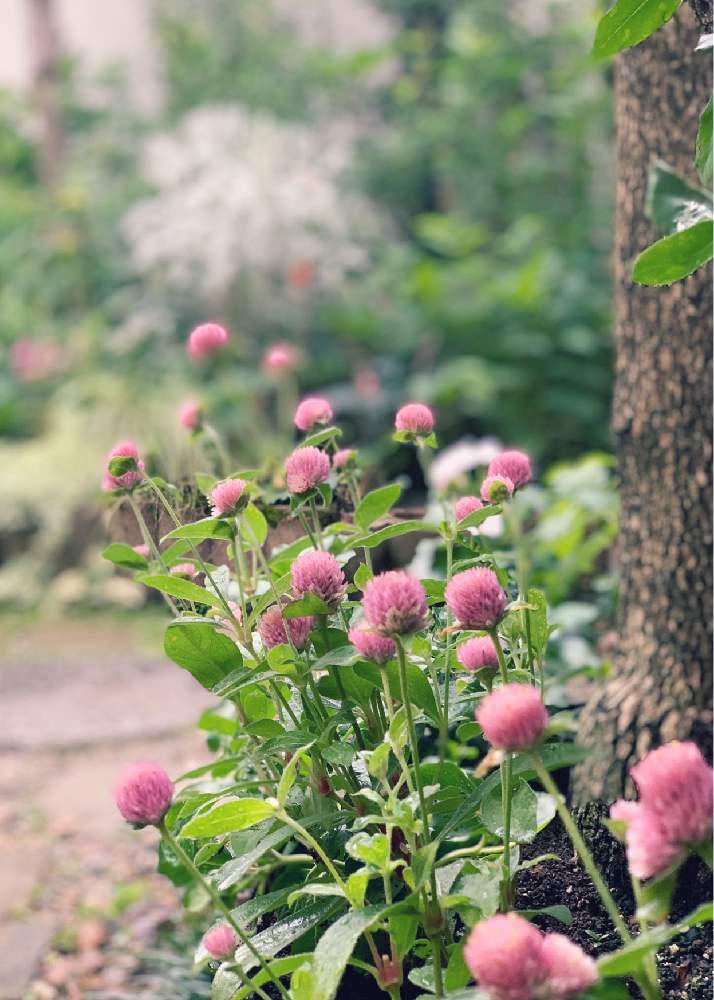 千日紅の投稿画像 By Junさん ピンクの花と夏の花と花のある暮らしと夏のお庭 21月7月15日 Greensnap グリーンスナップ 千日紅の投稿画像 By Junさん ピンクの花と夏の花と花のある暮らしと夏のお庭 21月7月15日 Greensnap グリーンスナップ