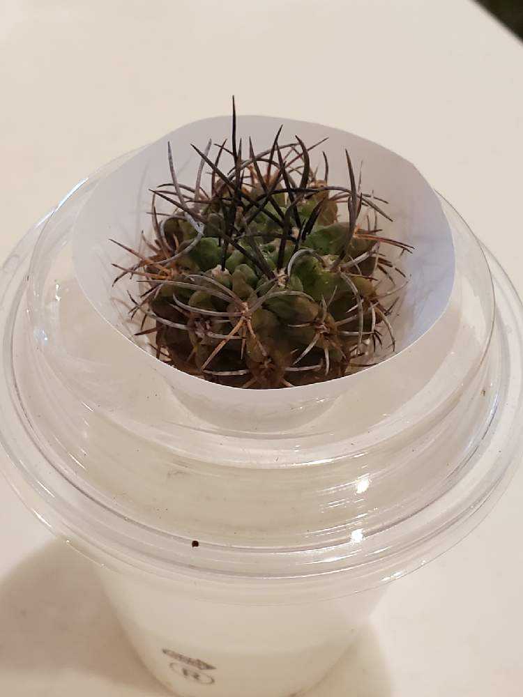 コピアポア グリセオヴィオラセア｜ H-60サボテン 多肉植物 グリセオ