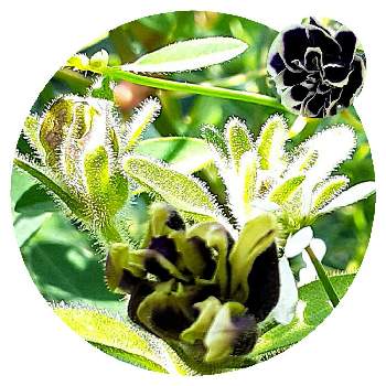 ペチュニア花衣黒真珠の投稿画像一覧 Greensnap グリーンスナップ