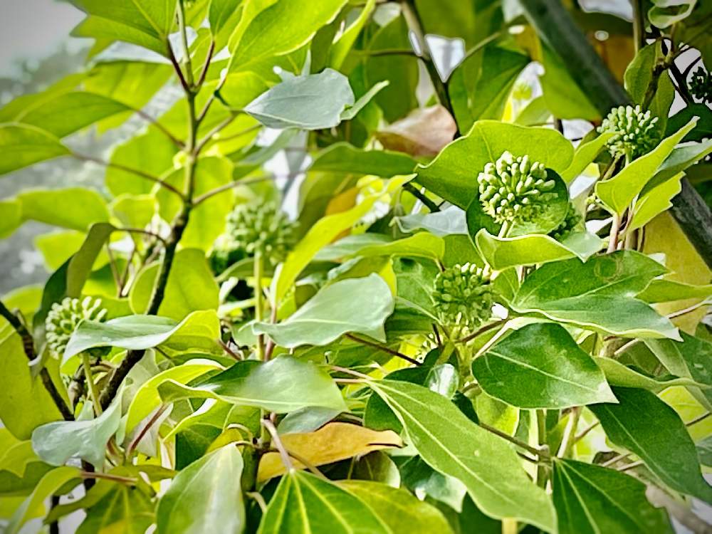 カクレミノの投稿画像 By Lunaさん 金曜日の蕾たちとカクレミノ属と花壇 植え込みと常緑小高木とウコギ科と常緑広葉樹とつぶつぶ 21月7月16日 Greensnap グリーンスナップ