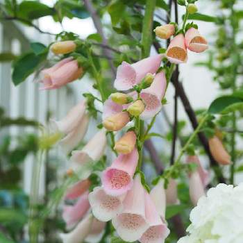 さやの種カタログ21秋まきの投稿画像一覧 Greensnap グリーンスナップ