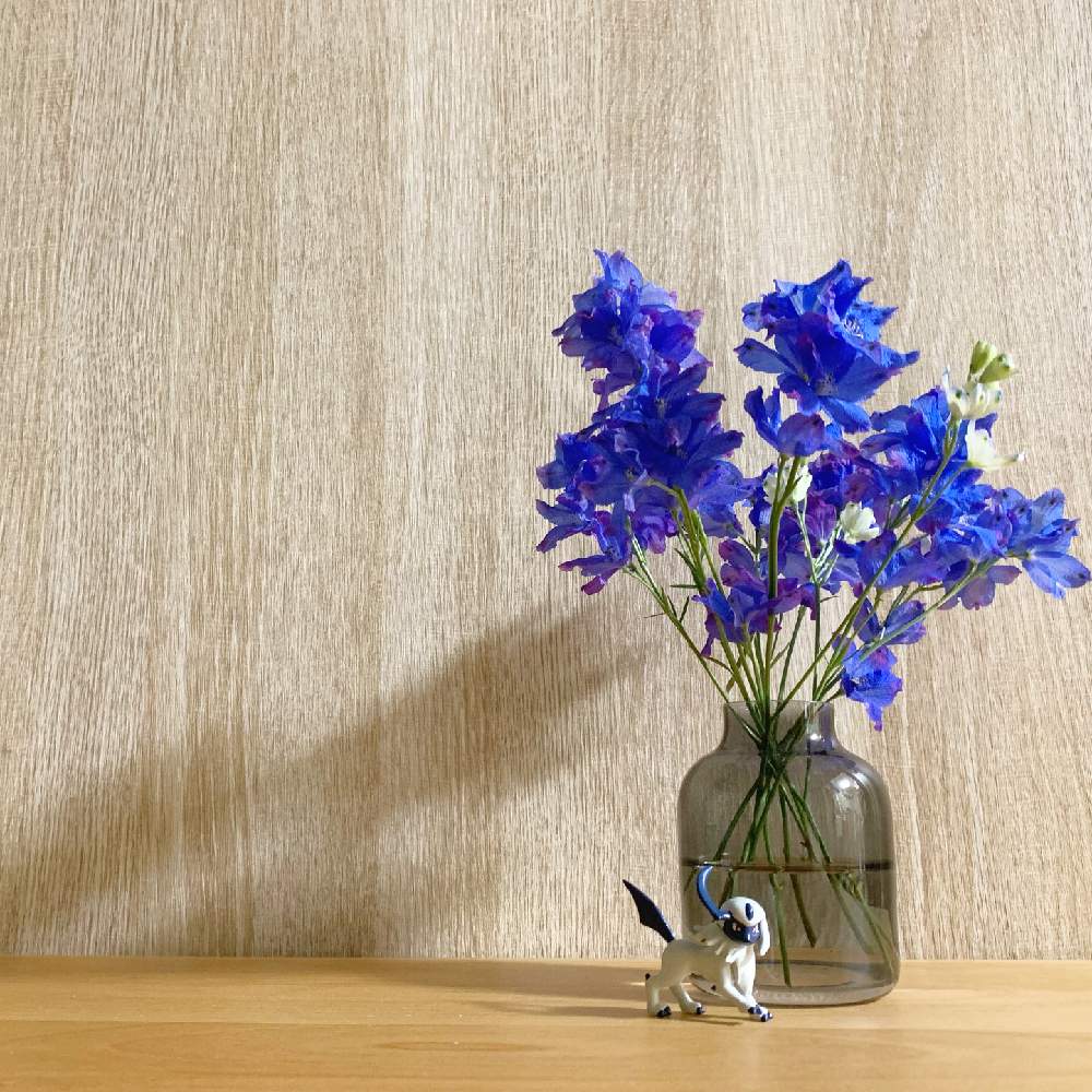 デルフィ二ウムの投稿画像 By いやさん 一人暮らしと青い花と部屋とポケモンと一人暮らしと青い花とポケモン 21月7月16日 Greensnap グリーンスナップ Greensnap グリーンスナップ