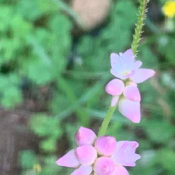 タデ科の投稿画像一覧 Greensnap グリーンスナップ