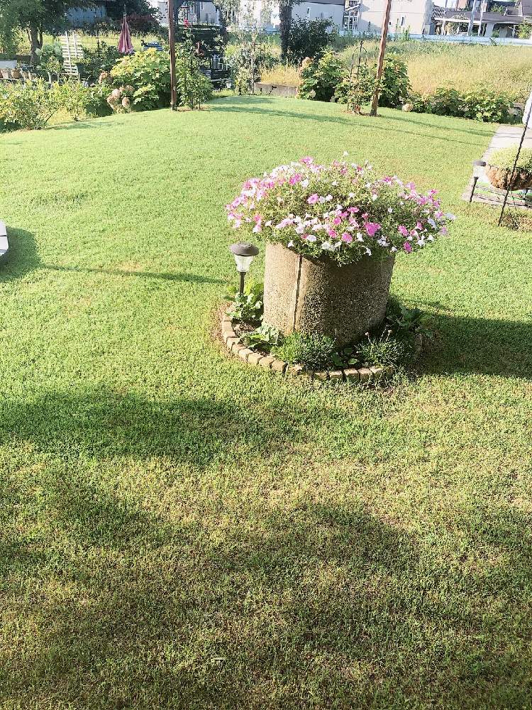 庭の芝生の投稿画像 By まなあゆさん 芝生 と芝生の庭とガーデニングと花のある暮らしと小さな庭と庭の芝生と芝生 と芝生の庭とガーデニングと花のある暮らし 21月7月16日 Greensnap グリーンスナップ Greensnap グリーンスナップ