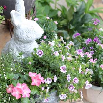 斑入りノブドウの画像 by りょうさん | 小さな庭と斑入りノブドウとニチニチソウ フェアリースターとカリブラコア ティフォシー ’ アンティークシリーズ ’とカリブラコア　ウノダブルとりょうの小さな庭とryo寄せ植えとナチュラルな庭づくりとフェアリースターブルーと今日のお花と小さな小さな庭と花のある暮らしとフェアリースター　ミルキーピンク