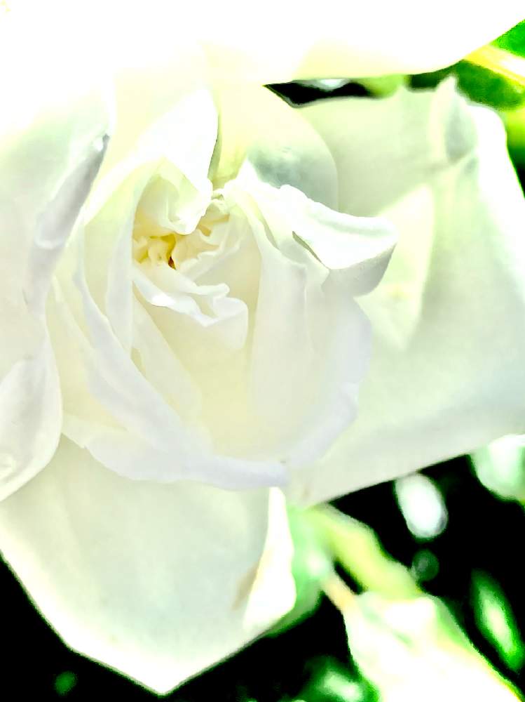 花言葉の投稿画像 By ヒーちゃんさん 誕生花とばら バラ 薔薇と今日はなんの日 21月7月16日 Greensnap グリーンスナップ