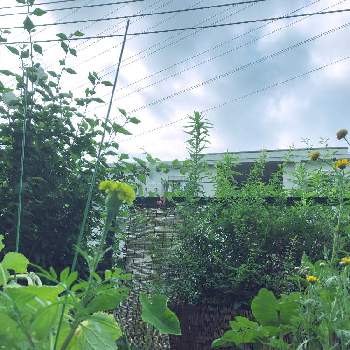 小さい庭の上の画像 by ジョーですさん | 小さな庭と春菊と里芋の葉っぱと白いユキヤナギとムクゲ 白とマリーゴールド　アイシスと花のある暮らしと小さい庭の上