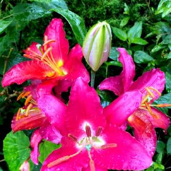 美しいフォルムの画像 by ひみつのアッコちゃんさん | 広い庭とカサブランカ　赤と花のある生活と美しい花と元気な花と美しいフォルムと大好きな花と花を見る喜びと私のお気に入りと地植えの花