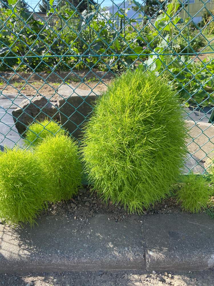 コキアの投稿画像 By のっぺさん 北海道と札幌とフワフワと北の大地 21月7月16日 Greensnap グリーンスナップ
