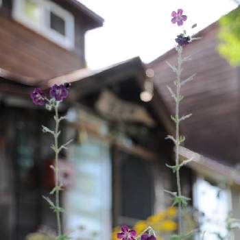 クロバナフウロの画像 by saricoさん | 小さな庭とクロバナフウロと庭の宿根草と北海道と北海道の庭