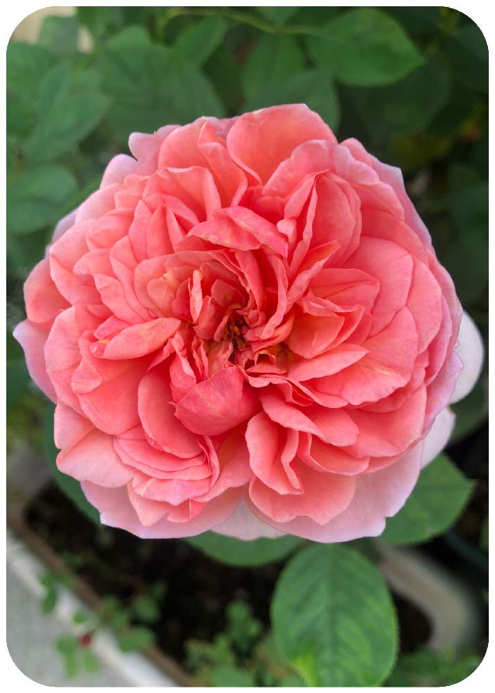 イングリッシュローズの投稿画像 By ふっちさん ボスコベルとバラ ボスコベルとばら バラ 薔薇と薔薇愛同盟と薔薇に魅せられてと大好きと薔薇 のある暮らし とgsに感謝 と可愛い とイングリッシュ ローズとガーデニングと花のある暮らしと薔薇 と花と緑が好きと