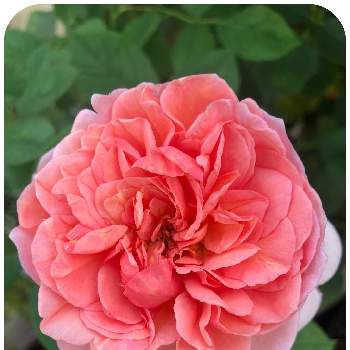 バラ ボスコベルの画像 by ふっちさん | エントランスとイングリッシュローズとボスコベルとバラ ボスコベルとばら バラ 薔薇と薔薇愛同盟と薔薇に魅せられてと大好きと薔薇のある暮らし♡とGSに感謝。と可愛い〜♡とイングリッシュ・ローズとガーデニングと花のある暮らしと薔薇♪と花と緑が好きとバラを楽しむ